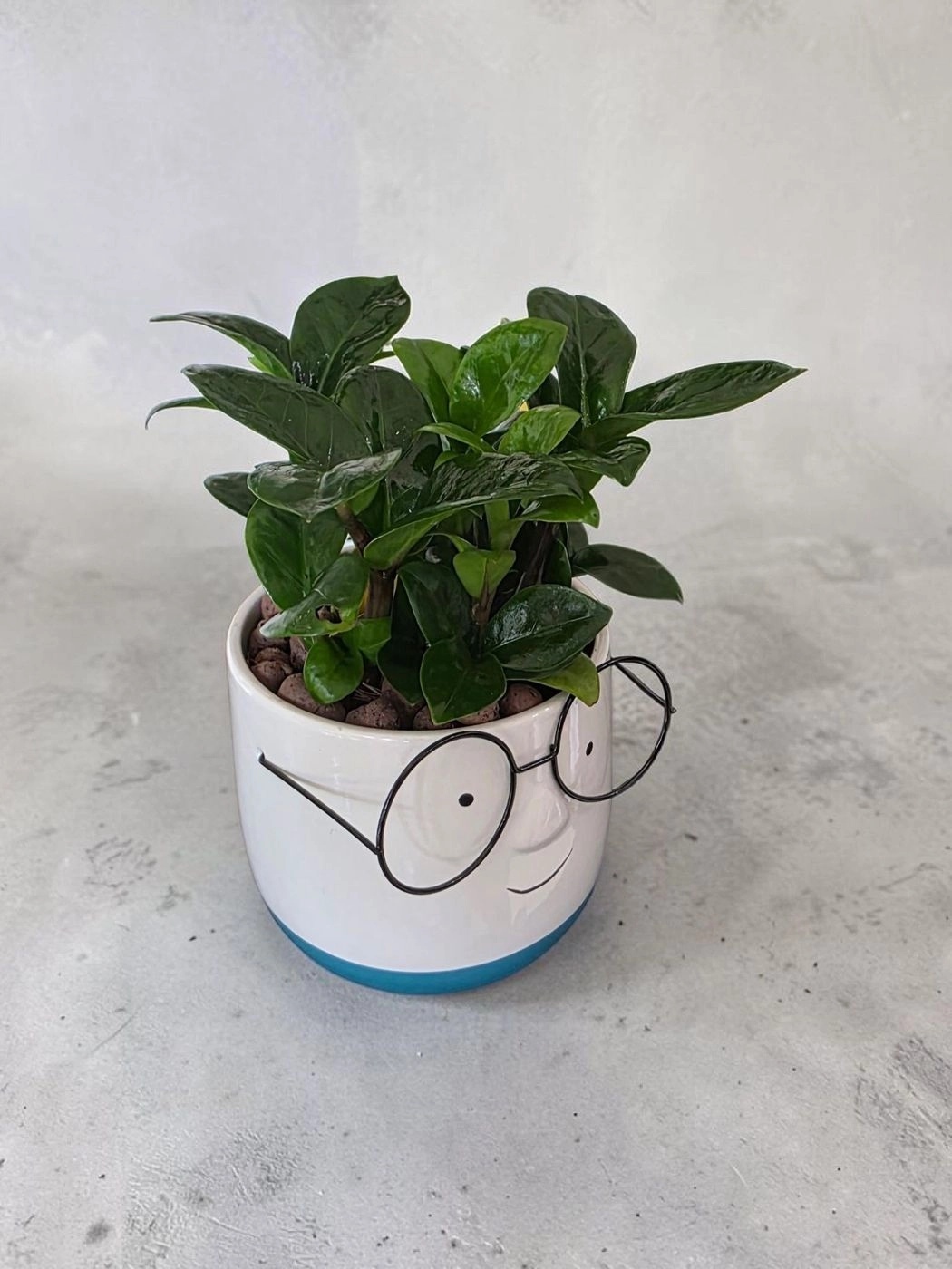 Ceramic pots & plant cp45