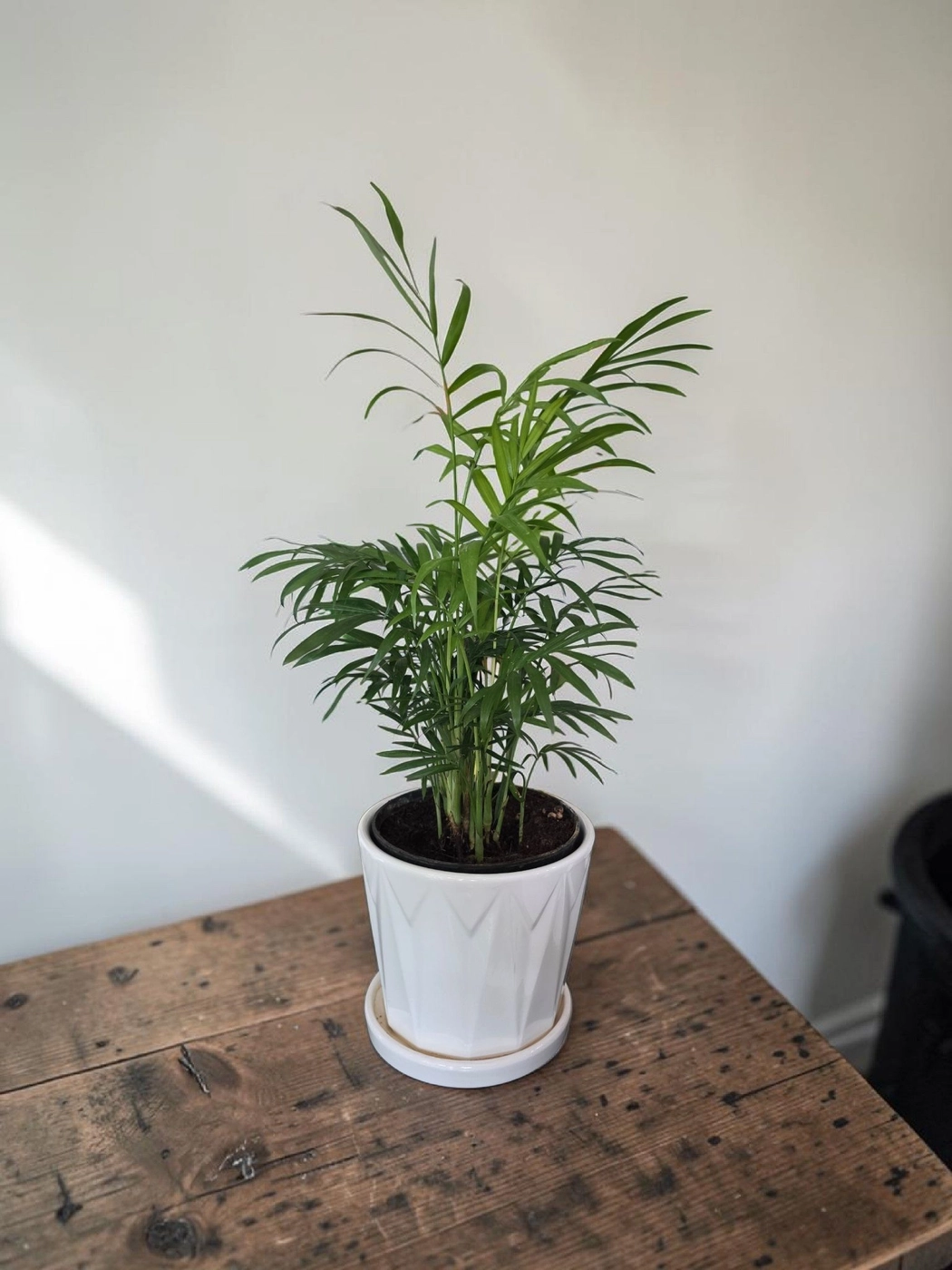 Ceramic pot & plant cp46