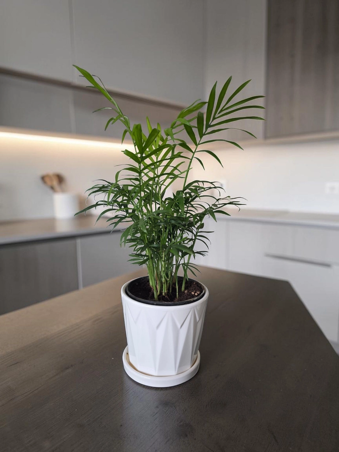 Ceramic pot & plant cp46