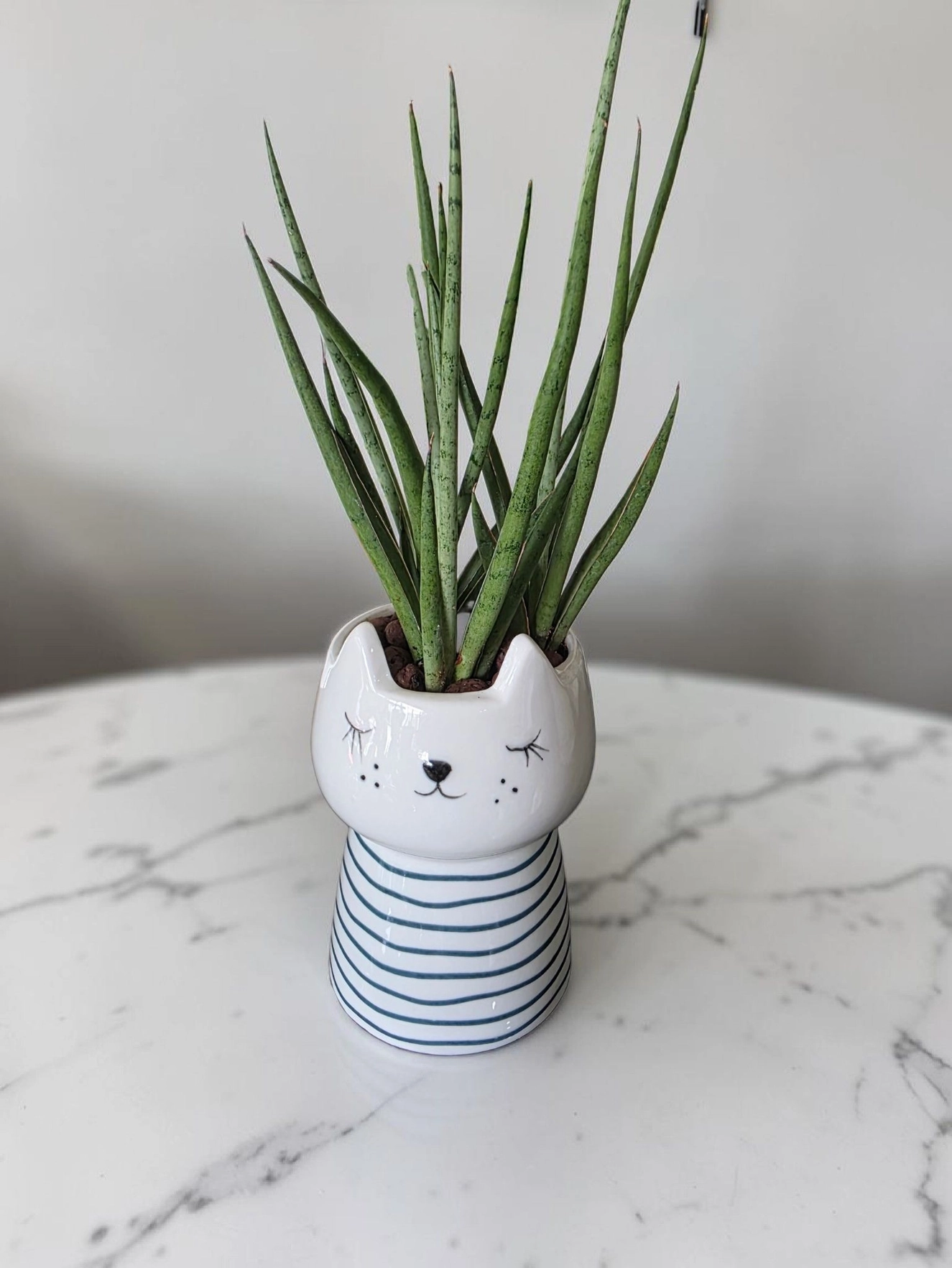 Ceramic pot & plant cp48