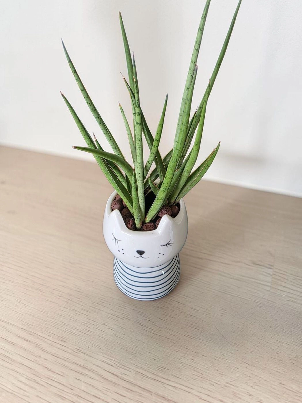 Ceramic pot & plant cp48