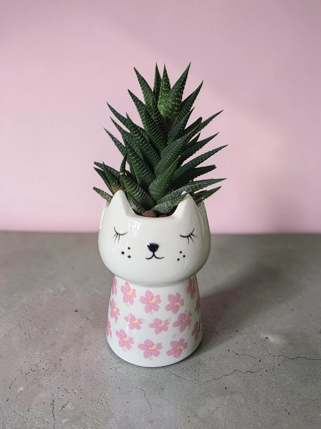 Ceramic pot & plant cp49