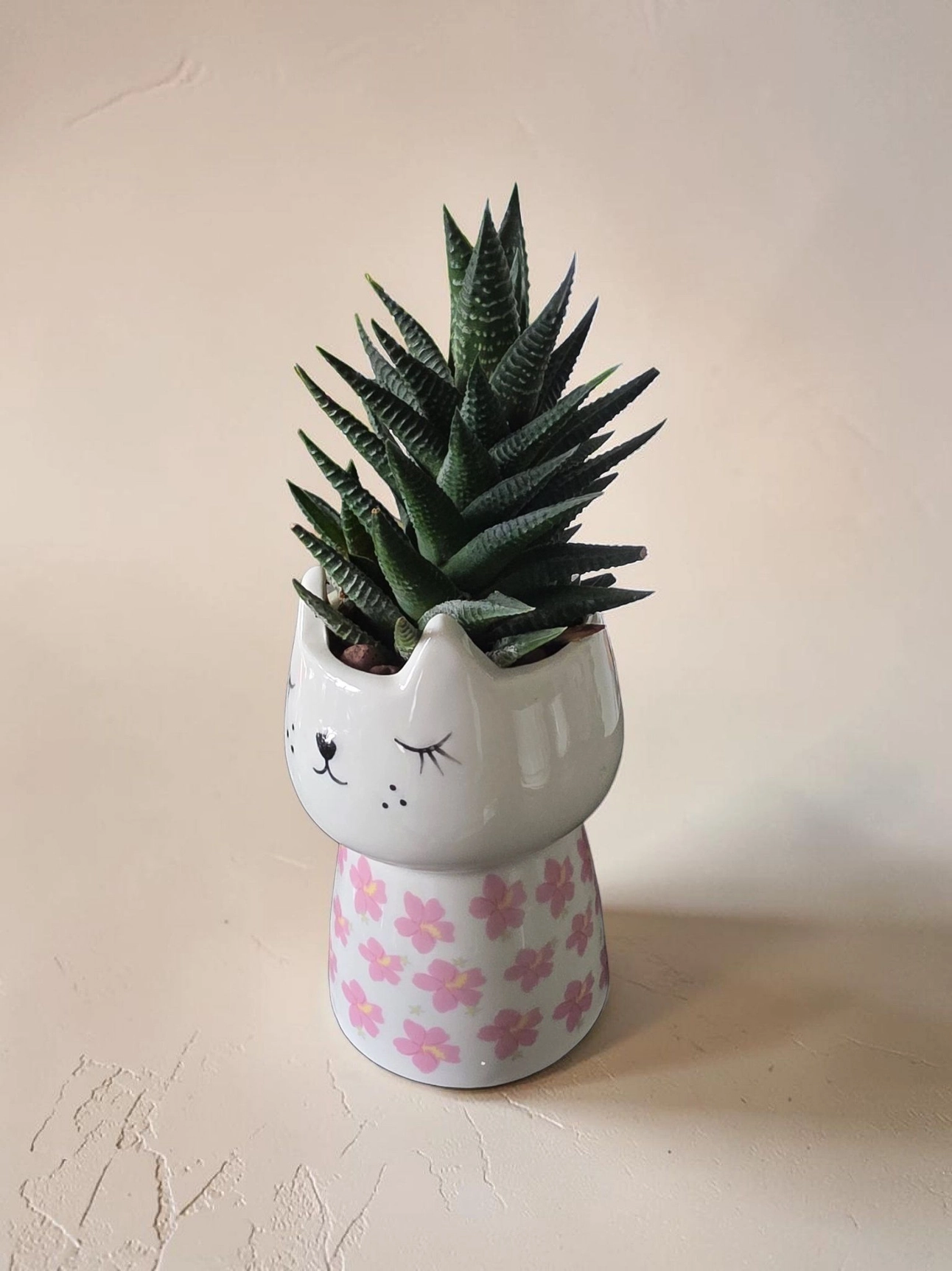 Ceramic pot & plant cp49