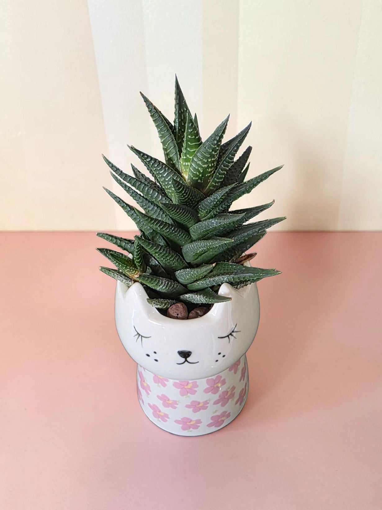 Ceramic pot & plant cp49