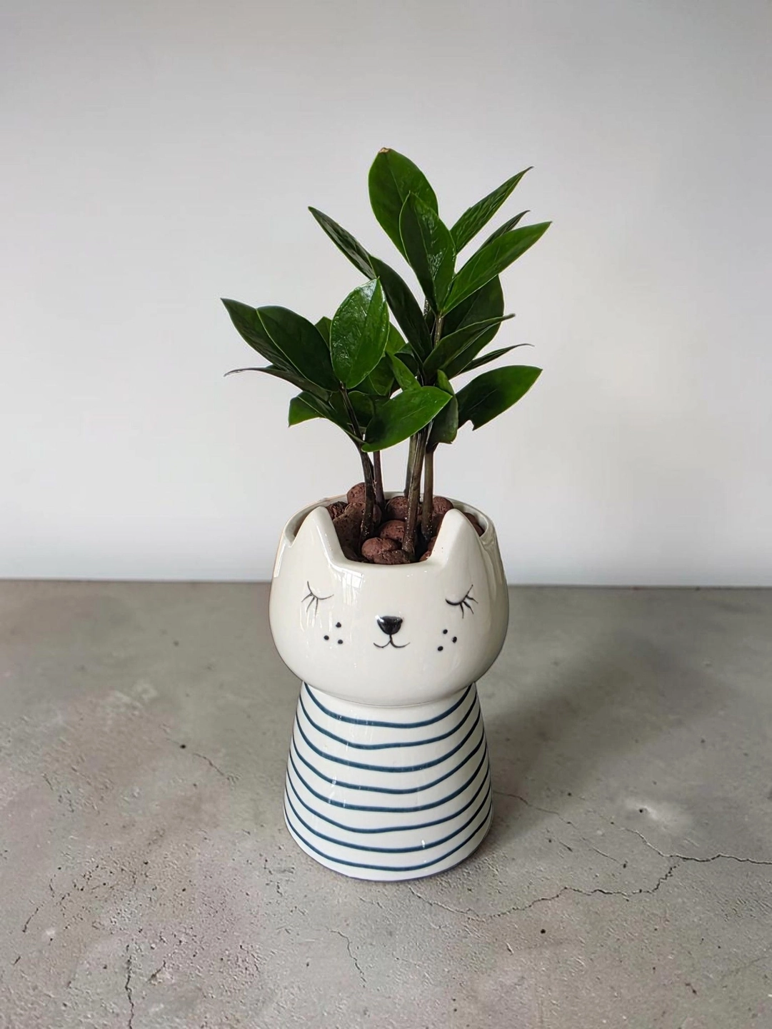 Ceramic pot & plant cp50