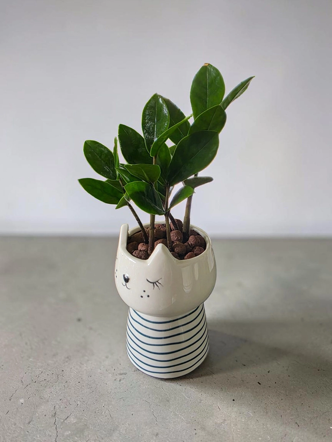 Ceramic pot & plant cp50