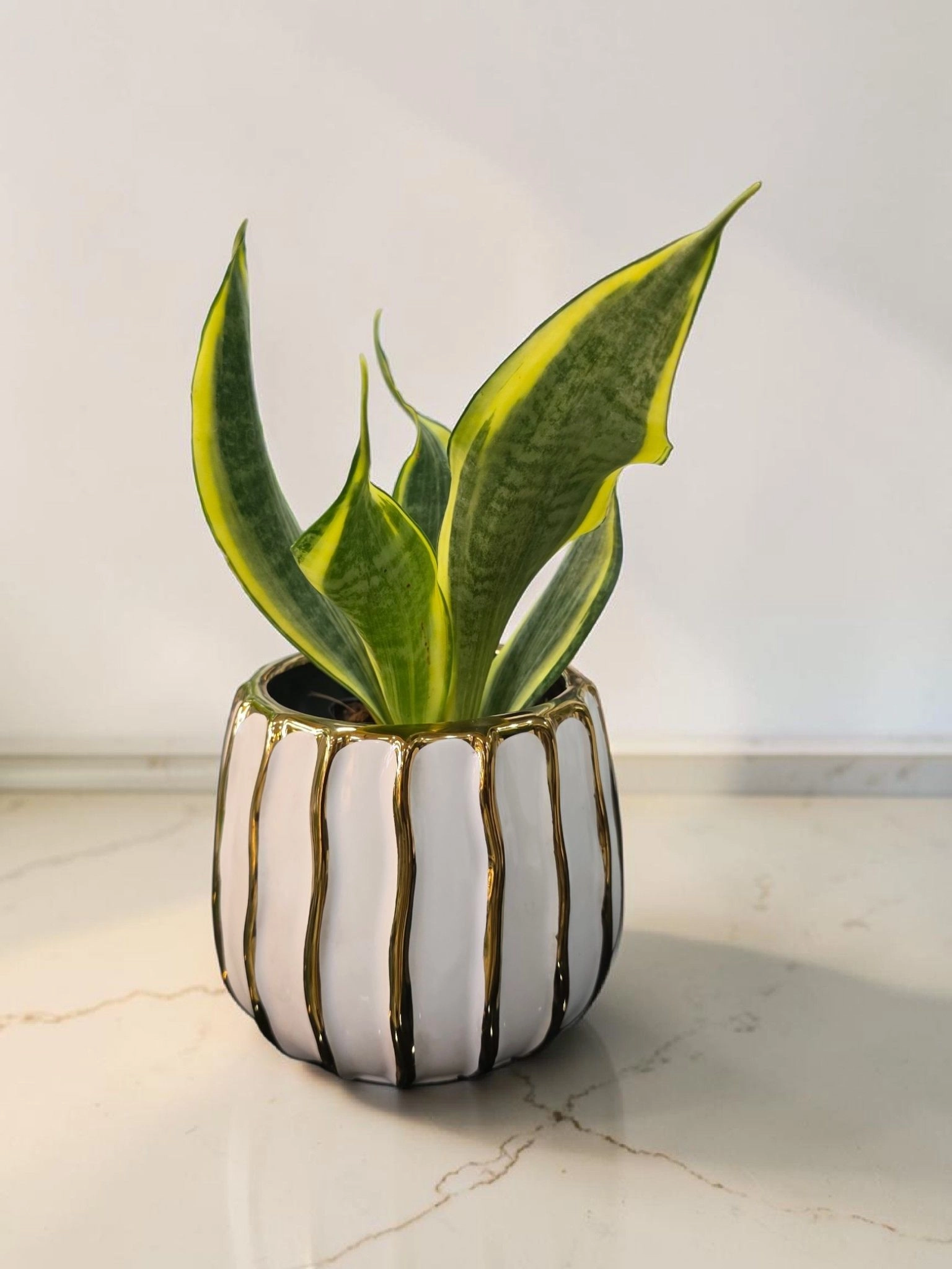 Ceramic pot & plant cp79