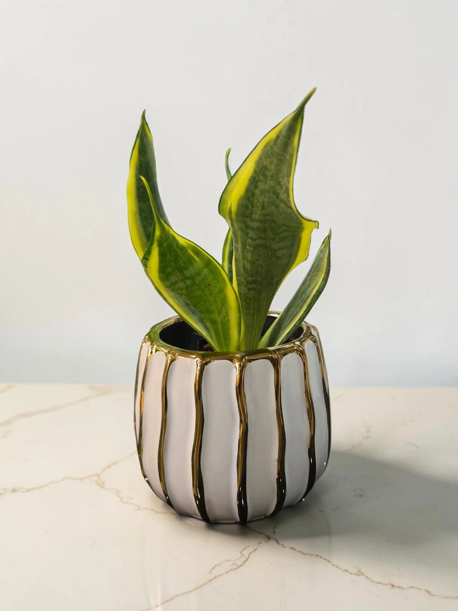 Ceramic pot & plant cp79 2