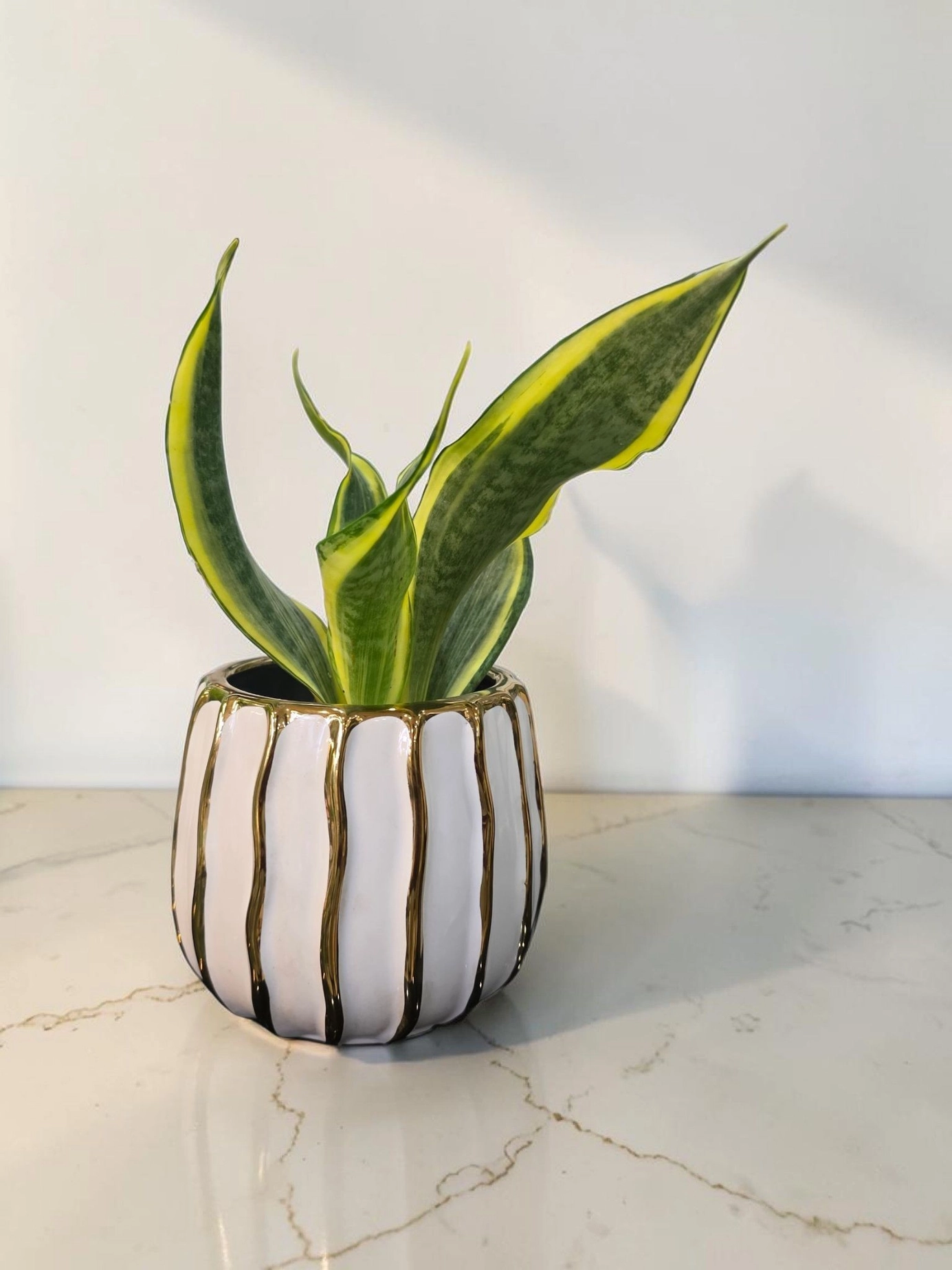 Ceramic pot & plant cp79 3
