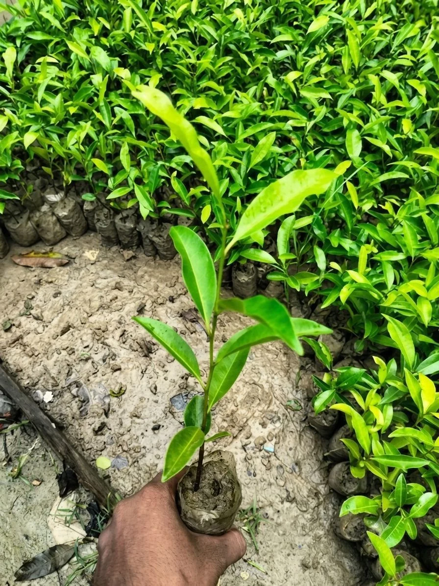 Litchy Hybrid Plant 3