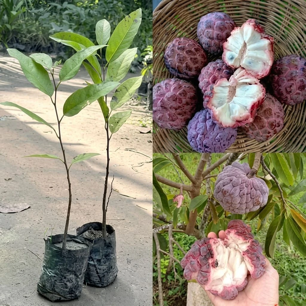 Custard Apple Plant 2