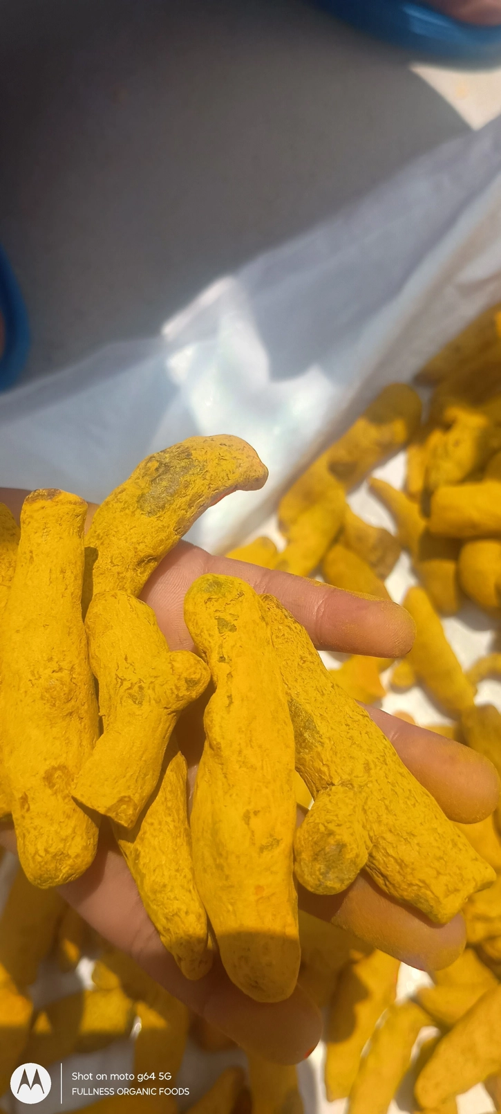 Fullness Haldi powder 500g 9