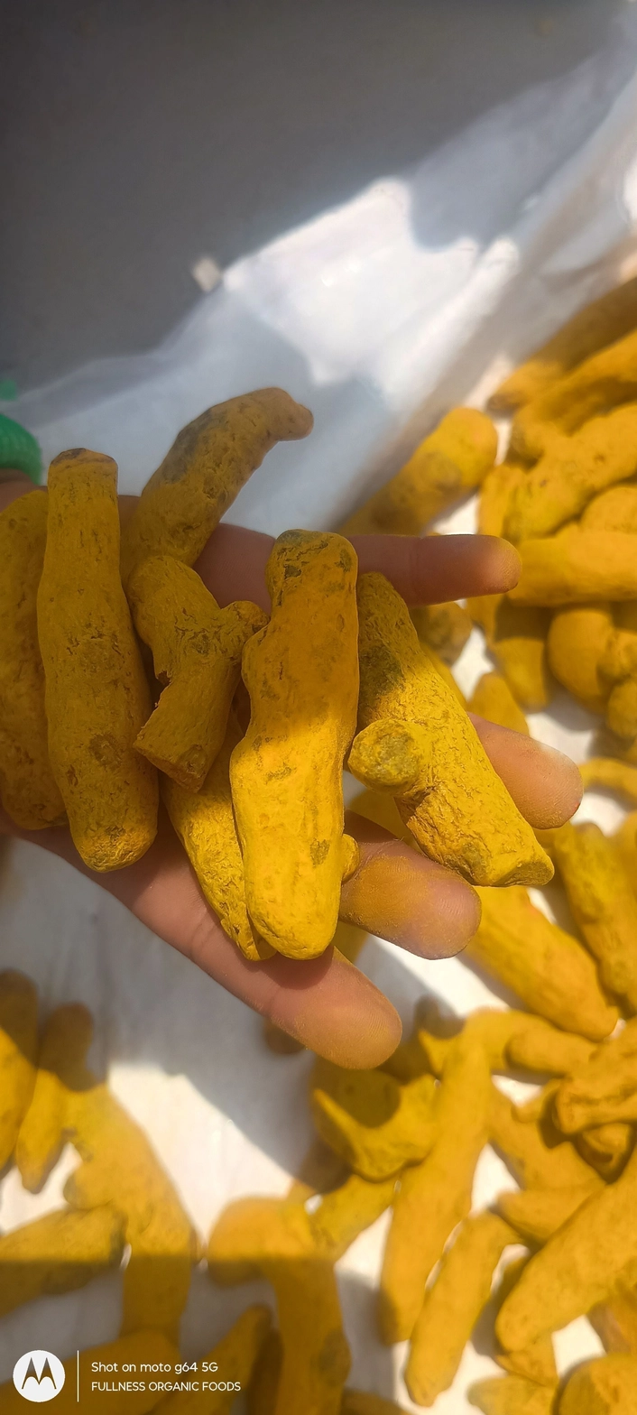 Fullness Haldi powder 500g 10